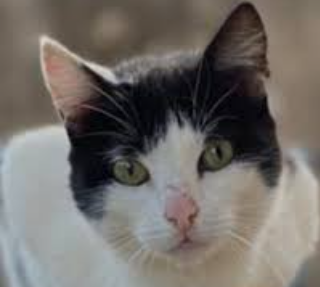 A Polícia Civil de Minas Gerais (PCMG) concluiu o inquérito que apurava a morte de um gato doméstico em São Gotardo, localizada na região do Alto Parana...