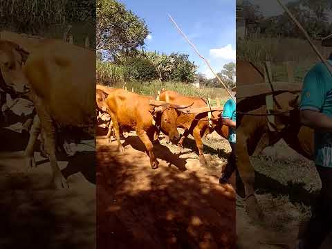 As informações relativas à tradicional Festa do Carro de Boi de Japaraíba, situada em Minas Gerais, ganharam significativo destaque no dia 02 de maio de...
