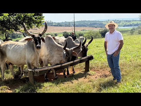 Há mais de duas décadas, o pecuarista Eduardo dedica-se com afinco à criação de gado na região de Cássia, em Minas Gerais. Sua trajetória no setor, que ...