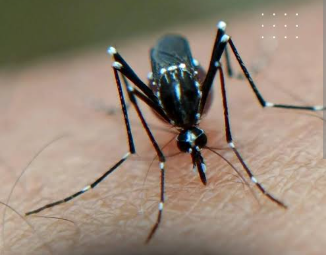 O cenário da dengue em Minas Gerais segue sob atenção das autoridades de saúde. Este ano, o estado já contabiliza dois óbitos confirmados pela doença na...