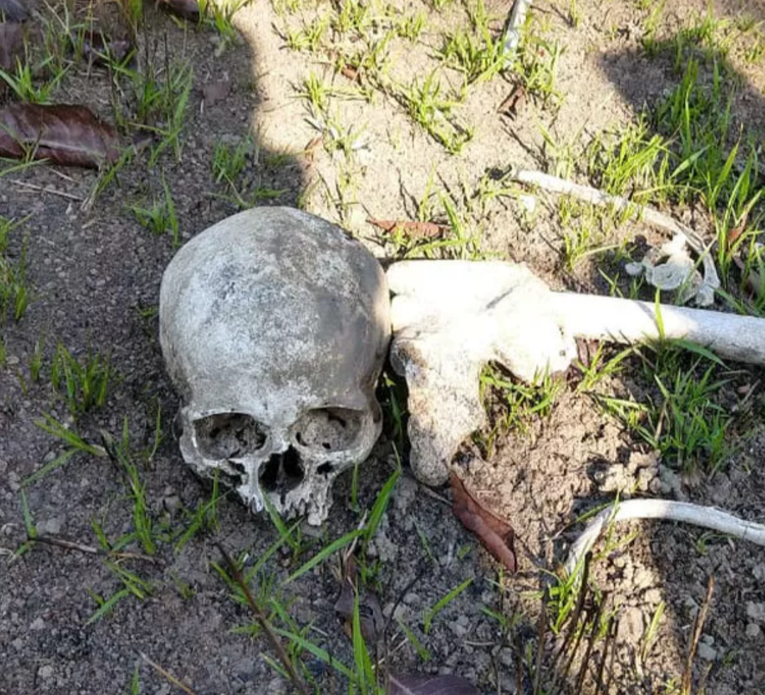 Restos mortais humanos foram localizados na tarde da última terça-feira, dia 2 de junho de 2026, em uma região de vegetação adjacente à Lagoa do Pau Pod...