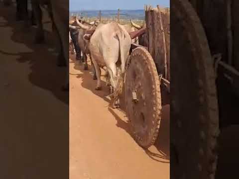 O Portal Minas revive hoje uma recordação do agronegócio mineiro, trazendo à tona o espírito vibrante do 7º Encontro em Tapira, Minas Gerais. Em um even...