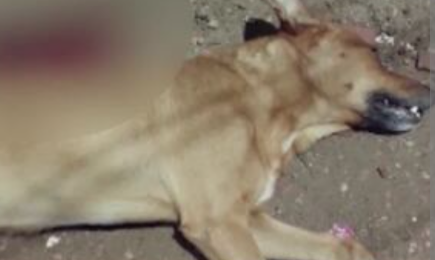 A localidade de Barra Alegre, em Ipatinga, está em alerta após a descoberta de dois cães comunitários sem vida. O incidente ocorre em um cenário onde o ...