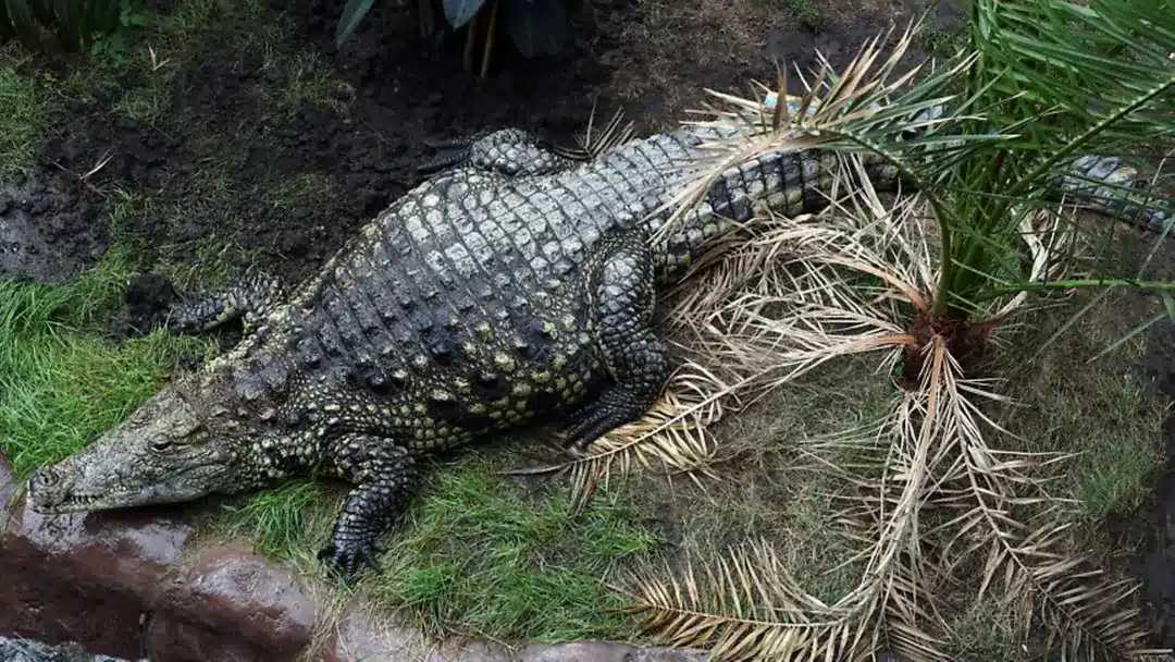 Um grave incidente transformou uma visita comum a um zoológico no Reino Unido em cenário de pânico. Um menino de apenas três anos caiu dentro de um reci...