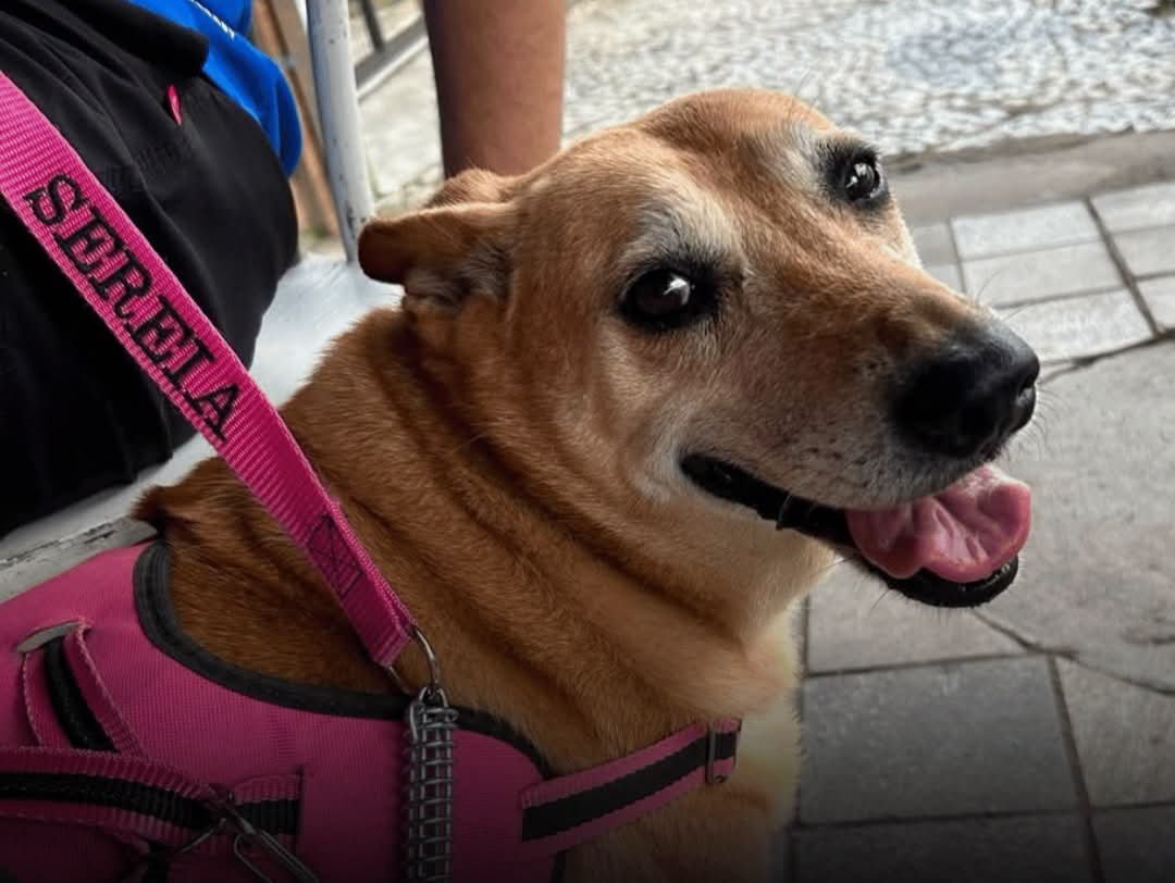 A mobilização para encontrar uma cachorra caramelo, de porte médio, tem ganhado força em São João del-Rei, onde o animal está desaparecido. Conhecida co...