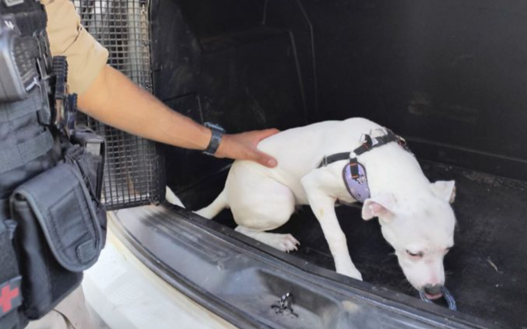 Na tarde desta terça-feira (23), equipes da Polícia Militar atenderam a uma denúncia de supostos maus-tratos a um animal no bairro Vale do Sol, em João ...