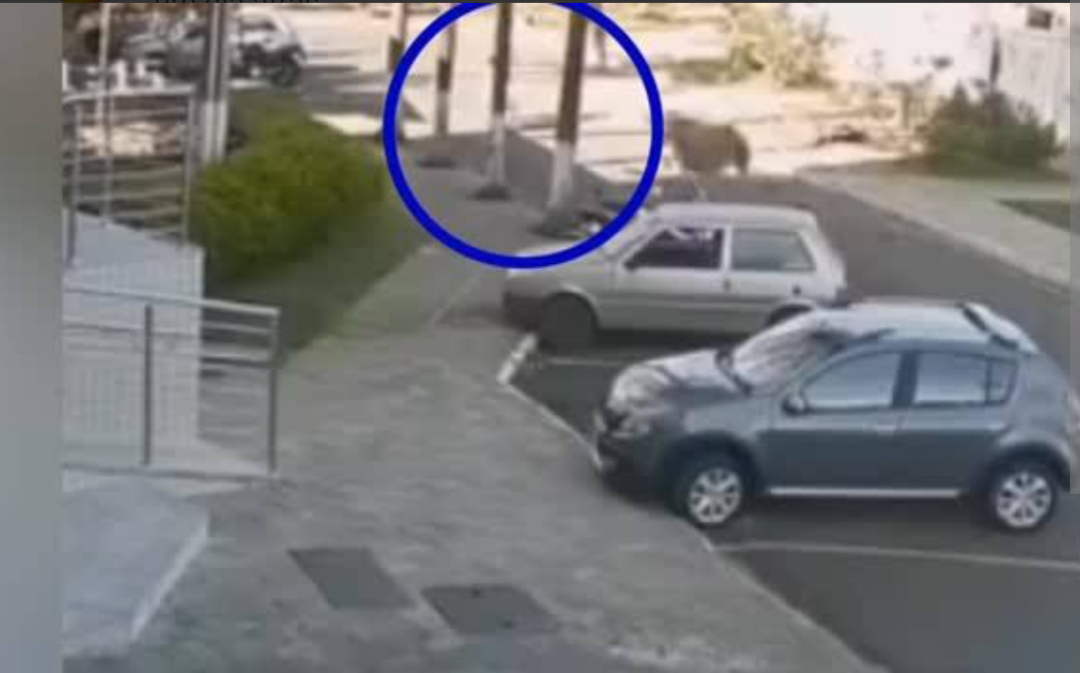 Um pedestre foi atingido por um boi que corria desgovernado pelo Centro de Araxá, no Alto Paranaíba, em Minas Gerais. O incidente, ocorrido na manhã des...