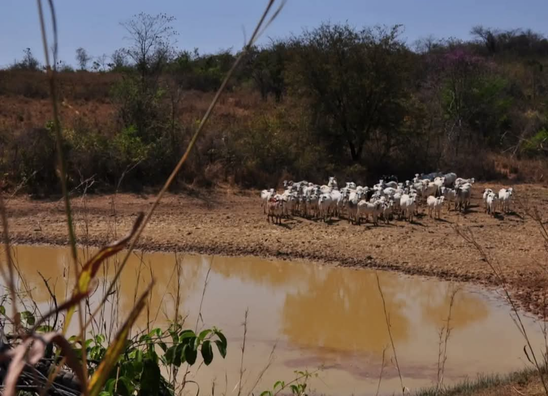 A Prefeitura de Montes Claros oficializou a declaração de situação de emergência nas regiões do município impactadas pela seca. A medida, publicada no D...