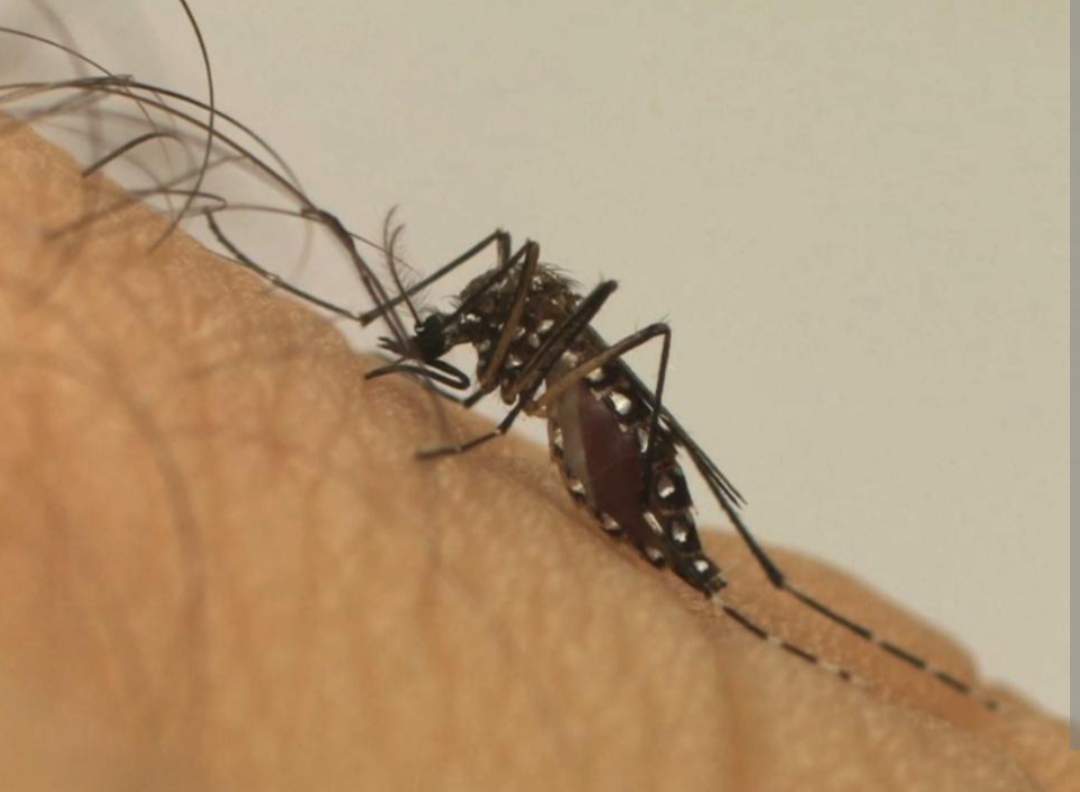 O município de Ipatinga confirmou seu primeiro óbito por dengue neste ano. A informação, que integra o Painel de Monitoramento de casos administrado pel...