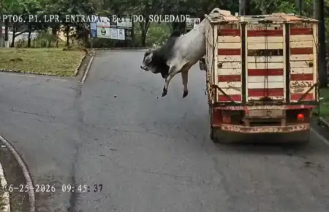 Um boi que fugiu de um caminhão em movimento na manhã de quinta-feira, dia 25, gerou momentos de apreensão e acabou sendo abatido pela Polícia Militar e...