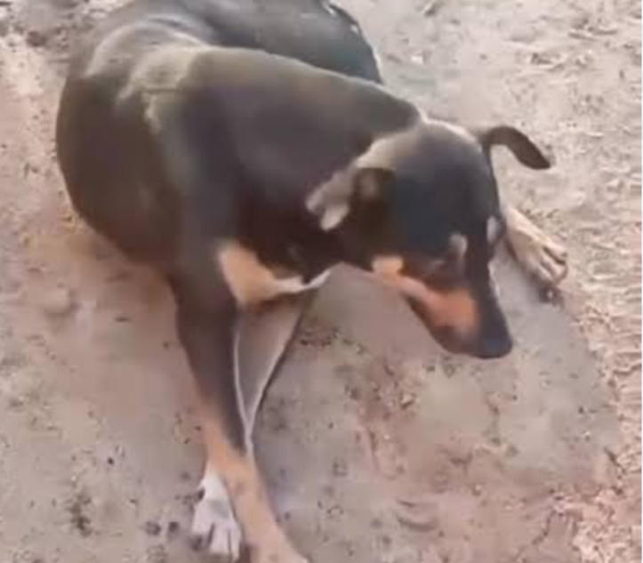 A tranquilidade no distrito de Caiana, zona rural do município de Machado, no Sul de Minas Gerais, foi abalada por uma série de incidentes que levantam ...
