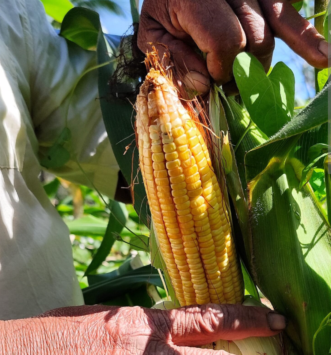O município de São João do Manteninha tem concentrado seus esforços em uma série de ações estratégicas com o objetivo primordial de fortalecer a agricul...