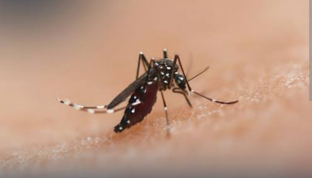 A cidade de Porto Firme, em Minas Gerais, enfrenta um desafio crescente na luta contra a dengue e a chikungunya. A preocupação local se intensifica dian...