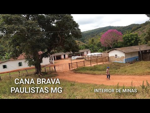 Paulistas, município localizado no interior de Minas Gerais, na Região Sudeste do Brasil, destaca-se por sua vocação agropecuária e pela presença marcan...