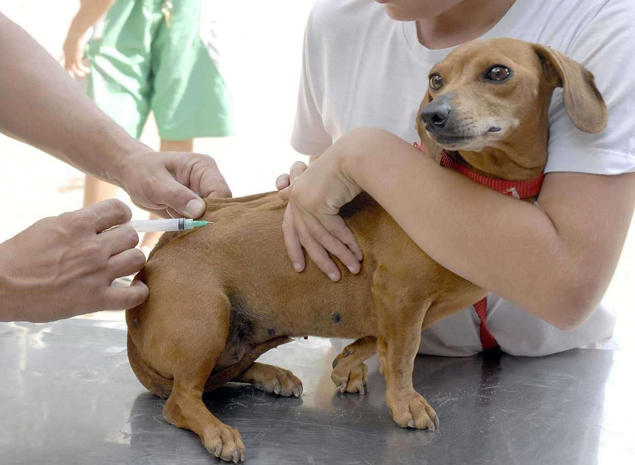 A cidade de Unaí se prepara para uma importante ação de saúde animal. No dia 4 de agosto, será realizada uma campanha de vacinação destinada a cães e ga...