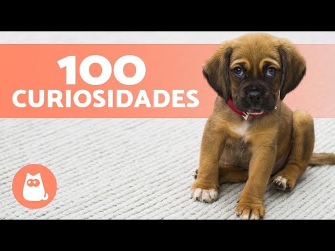 No registro feito em 05/12/2021, a equipe do canal PeritoAnimal acompanhou desdobramentos significativos sobre Cães Curiosidades, assunto em destaque no...