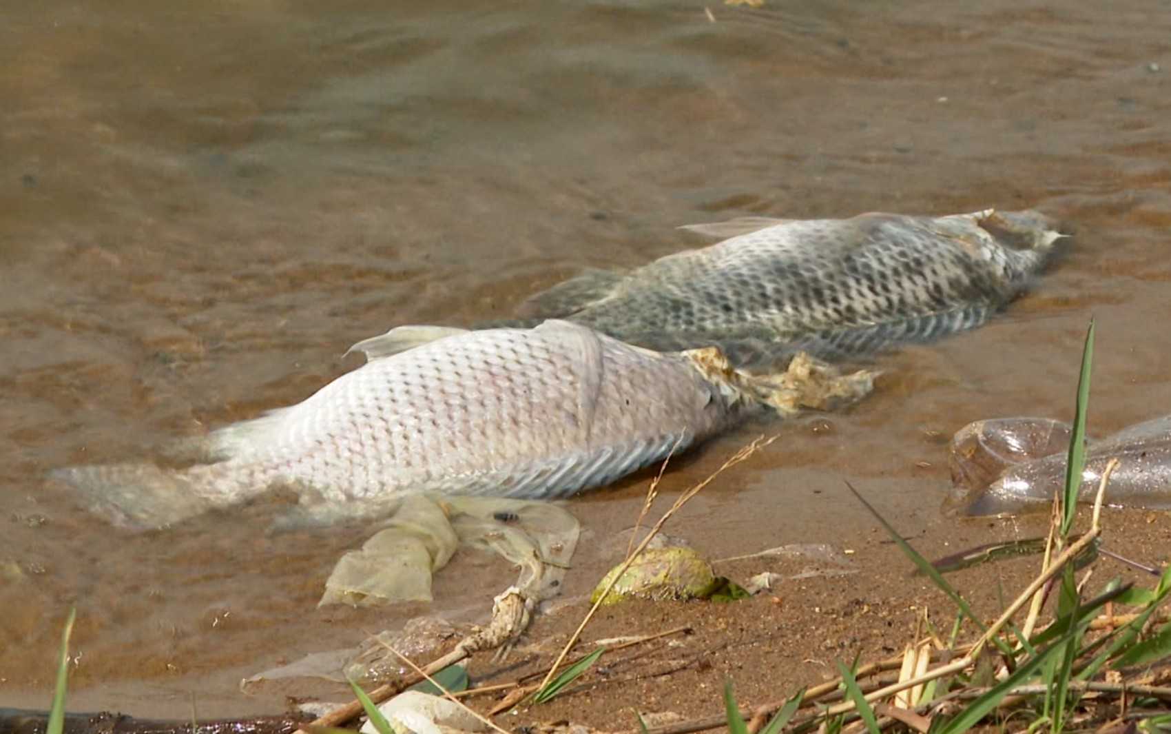 Uma expressiva mortandade de peixes foi registrada no estado de Minas Gerais em 13 de agosto de 2026, gerando grande preocupação entre os moradores. O i...