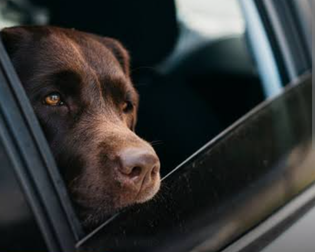 Em uma votação crucial realizada em 13 de agosto de 2026, o Plenário da Câmara dos Deputados deu um passo significativo na proteção animal, aprovando a ...