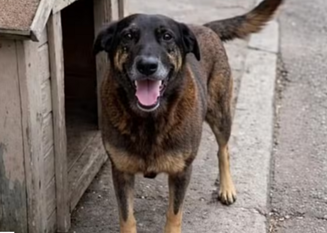Um incidente envolvendo uma adolescente de 17 anos e um cachorro foi registrado na tarde desta terça-feira (25) no bairro Recanto Verde, em Coronel Fabr...