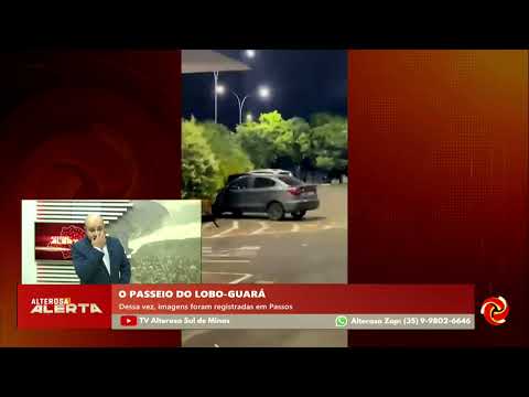 Um lobo-guará foi recentemente flagrado no município de Passos, localizado na região Sul de Minas Gerais. A presença inusitada do animal silvestre atrai...