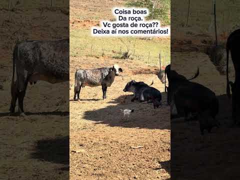 Gonzaga, no interior de Minas Gerais, apresenta-se como um local onde a percepção do tempo adquire outro ritmo, mais calmo e conectado à essência da nat...