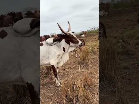 O Norte de Minas Gerais figura como uma região onde a atividade de gado de leite se destaca como um componente essencial, moldando o cenário econômico e...
