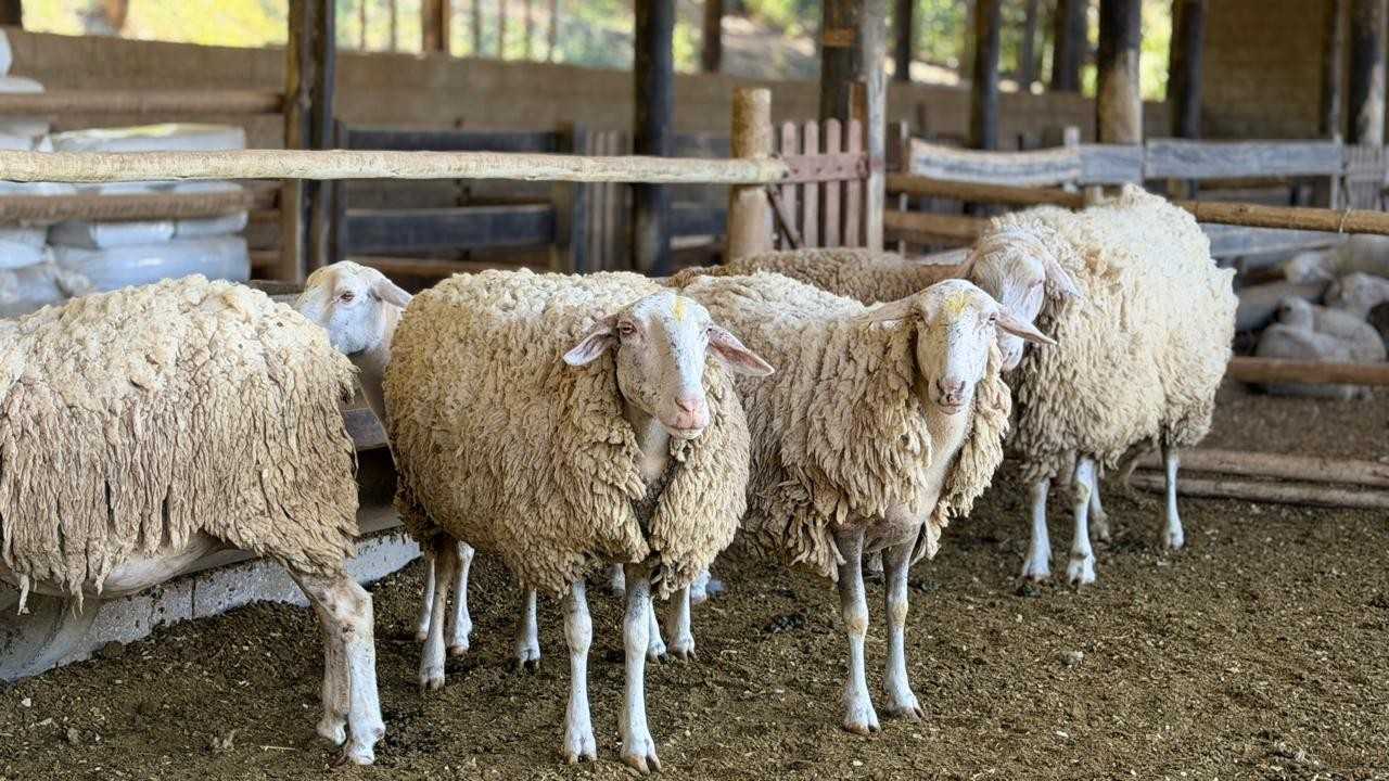 Em um movimento promissor para o agronegócio de Minas Gerais, uma família local encontrou uma maneira criativa de valorizar sua tradicional atividade de...