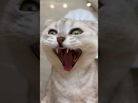 Em publicação realizada em 25/04/2024, o canal Sonyakisa8 TT abordou detalhes importantes envolvendo Gato Engraçado, pauta que vem mobilizando o interes...