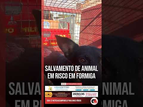 Em matéria veiculada em 17/09/2026, o canal Notícias Campo Belo apresentou relatórios e análises recentes que ganharam espaço ao tratar de Animal MG. O ...