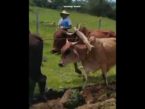 No registro feito em 16/09/2026, a equipe do canal @VALDECIR RAMOS ( DAS MINAS GERAIS ) acompanhou desdobramentos significativos sobre Animal MG, assunt...