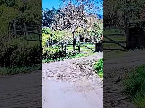 As informações veiculadas em 15/09/2026 pelo canal ROSY E BILY PASSEIOS apresentaram dados recentes sobre Animal MG, tema de grande relevância comunitár...