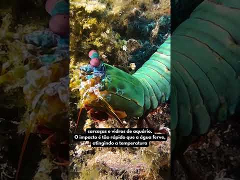 Em atualização divulgada no dia 22/09/2026, o canal Minuto Curioso destacou fatos marcantes ligados a o golpe do que impactam o dia a dia da comunidade....