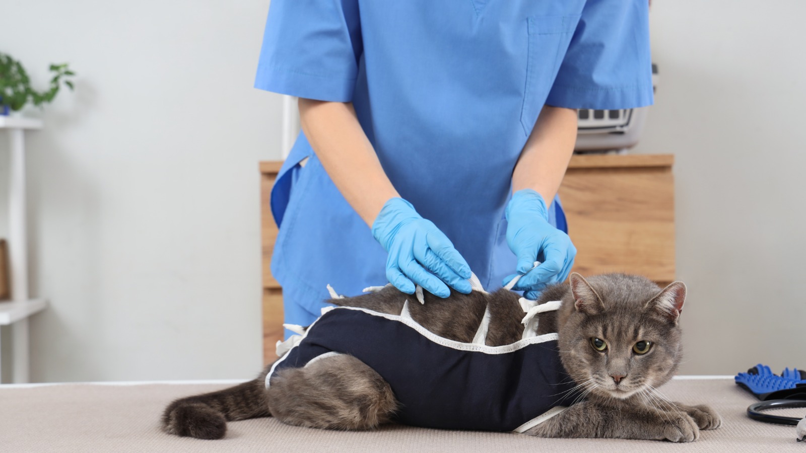 A Prefeitura Municipal de Santana do Paraíso anunciou a abertura das inscrições para o Programa de Castração Gratuita de Cães e Gatos. A iniciativa, que...
