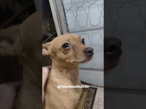 Um pequeno cão de pelagem curta e tonalidade caramelo protagoniza um registro visual que tem chamado a atenção pela sua expressão singular. A imagem, qu...