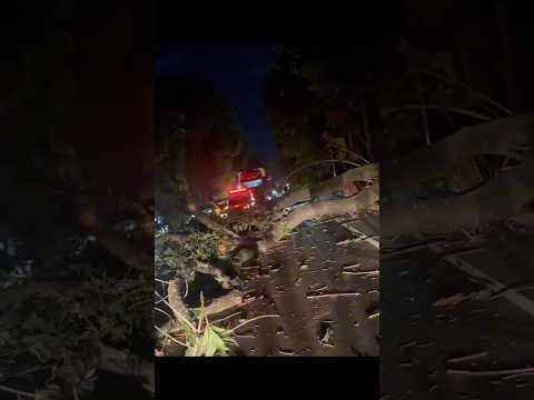Separa um minutinho que esse vídeo vale a pena. Créditos: canal Carlinhos Novacki. A gente não perdeu tempo e trouxe o vídeo "Minas Gerais: Árvore gigan...