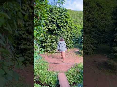 Olha esse vídeo que apareceu pra gente — e que a gente não podia deixar passar! A gente não perdeu tempo e trouxe o vídeo "Pé de café gigante: 70 anos, ...