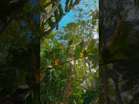 Olha esse vídeo que apareceu pra gente — e que a gente não podia deixar passar! A gente não perdeu tempo e trouxe o vídeo "Ar puro e natureza: o respiro...