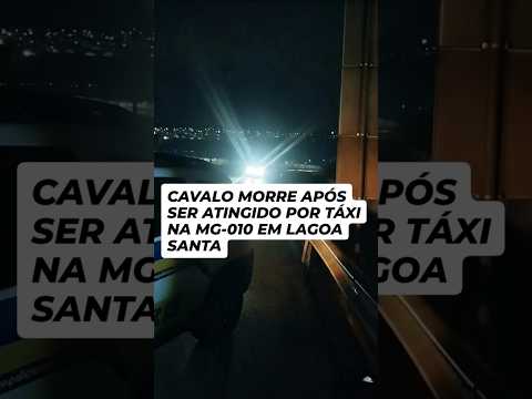 Um trágico acidente foi registrado na rodovia MG-010, no município de Lagoa Santa, onde um cavalo veio a óbito após ser atingido por um veículo de táxi....