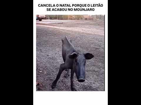Vídeo do canal YouTube que está circulando por aí — e a gente traz pra cá. A gente não perdeu tempo e trouxe o vídeo "Mounjaro: O dilema do leitão de Na...