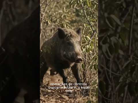 Olha esse vídeo que apareceu pra gente — e que a gente não podia deixar passar! A gente não perdeu tempo e trouxe o vídeo "Minas Gerais: Nem as montanha...