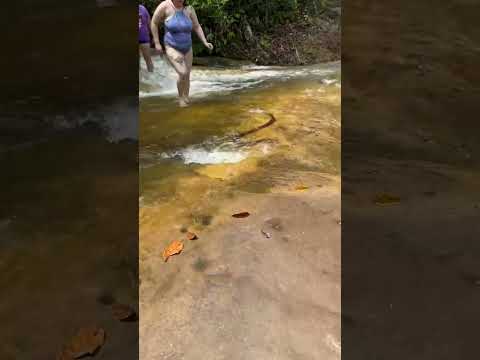 Mais um pra sua lista: o canal YouTube publicou um vídeo que está chamando a atenção. A gente não perdeu tempo e trouxe o vídeo "Cobra na cachoeira de M...