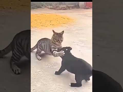 Separa um minutinho que esse vídeo vale a pena. Créditos: canal YouTube. A gente não perdeu tempo e trouxe o vídeo "Este assunto: a nova dor de cabeça d...