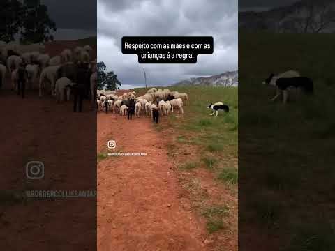 Rolou esse vídeo do canal YouTube e a gente trouxe pra cá — porque aqui a gente não deixa passar. A gente não perdeu tempo e trouxe o vídeo "Minas Gerai...