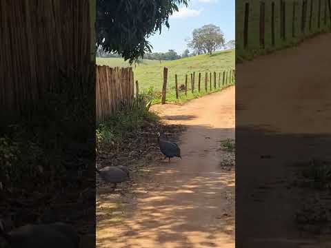 Apareceu esse vídeo do canal YouTube e achamos que você precisa ver. A gente não perdeu tempo e trouxe o vídeo "Lembranças de Minas: raízes que contam n...