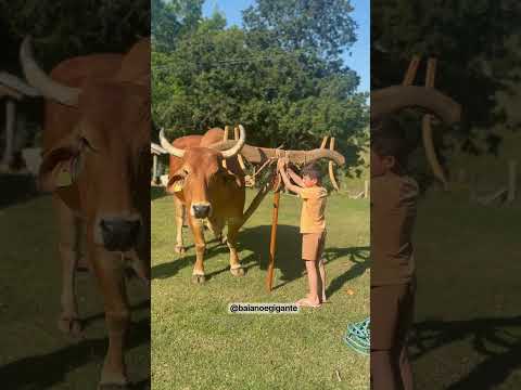 Pegamos esse vídeo do canal YouTube pra você não perder o que está rolando. A gente não perdeu tempo e trouxe o vídeo "A alma mineira: carros de boi e a...