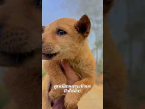 Mais um pra sua lista: o canal YouTube publicou um vídeo que está chamando a atenção. A gente não perdeu tempo e trouxe o vídeo "Filhote fofo e faminto ...