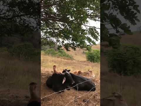 Saca só esse material: produção de YouTube, publicada em 25/09/2025. A gente não perdeu tempo e trouxe o conteúdo "Minas Gerais: desvende a vida no camp...