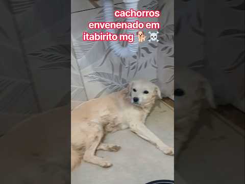 Olha o que rolou em Itabirito MG — produzido por SABINO SANTOS , publicado em 20/09/2026. A gente não perdeu tempo e trouxe o conteúdo "Itabirito MG: Cr...