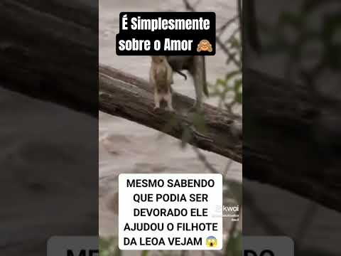 Rolou esse material de YouTube e a gente trouxe pra cá — porque aqui a gente não deixa passar. A gente não perdeu tempo e trouxe o conteúdo "Mundo anima...