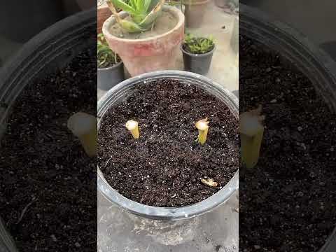 Mais um que merece play! Conteúdo de YouTube, fresquinho do dia 06/09/2026. A gente não perdeu tempo e trouxe o conteúdo "Desvende a banana na babosa: t...